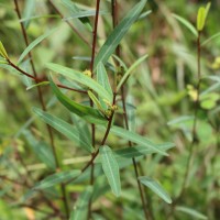 Microstachys chamaelea (L.) Müll.Arg.